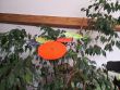 Sonnenfänger,Suncatcher, Gartenstecker, Scheiben