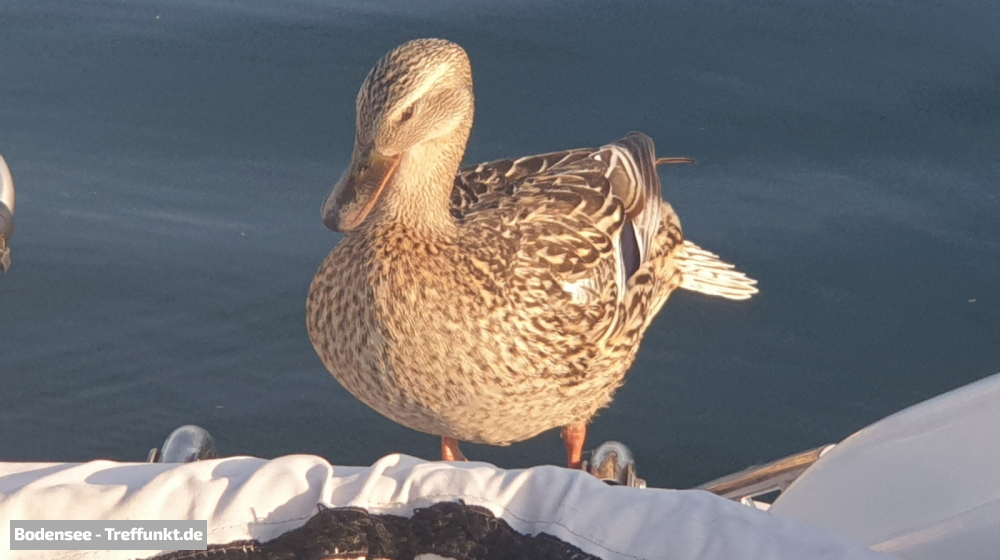 (Bild © bodensee-treffpunkt.de - W. Hodapp)